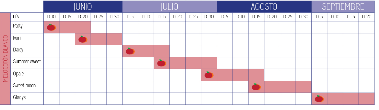 Calendario Melocoton Blanco